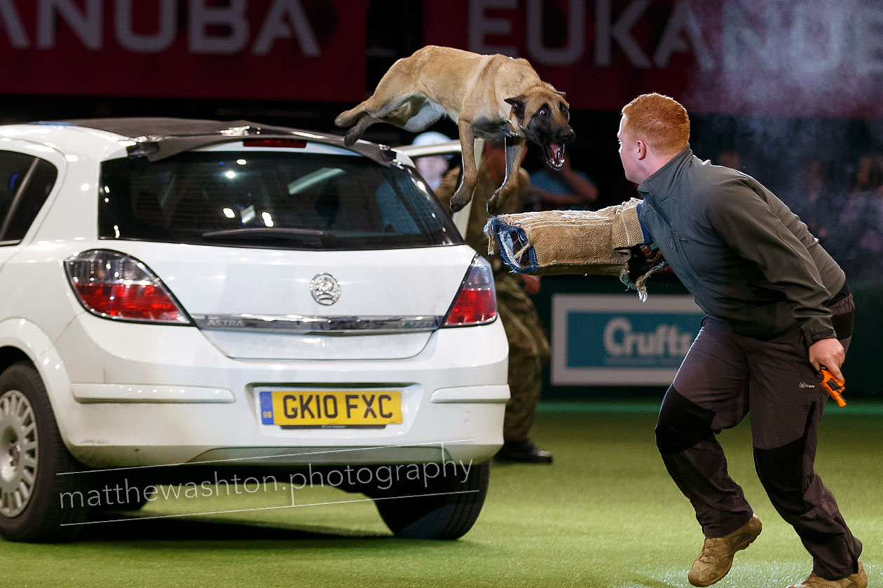 Crufts editorial Photography