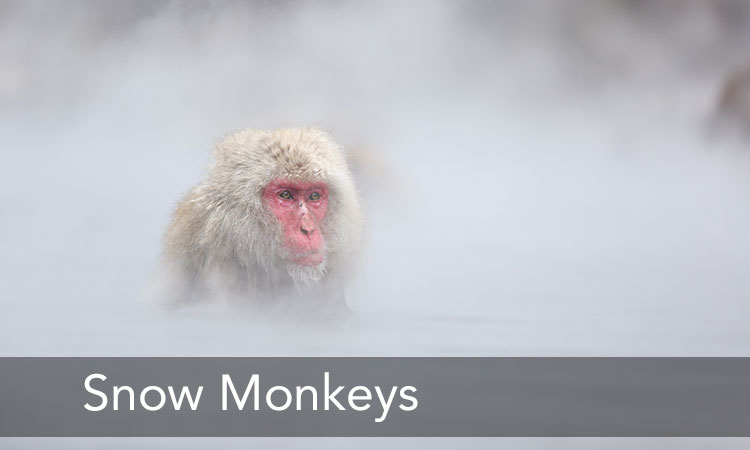 Snow Monkey Matthew Ashton Photographer
