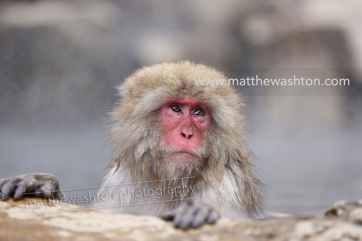 Matthew Ashton Japan Jigokudani Monkey Park Photographer